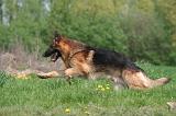 BERGER ALLEMAND 1350